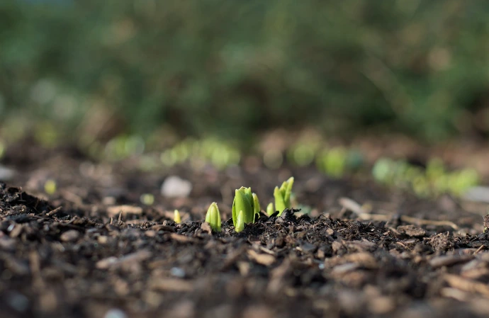 Seedlings sprout from the freshly tilled earth